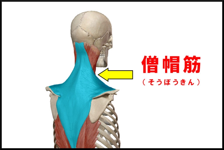 肩の盛り上がり 僧帽筋が硬い 老廃物が溜まっている セルフエステ専門店 高輪ゲートウェイ店 表参道店 ラグラン銀座メディカルエステ