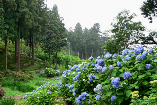 霞丘陵自然公園の紫陽花 天に享く個性すみれはむらさきに