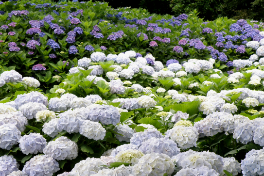 相模原北公園の紫陽花 天に享く個性すみれはむらさきに