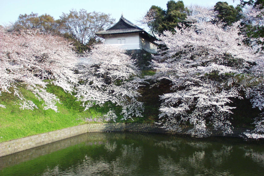 千鳥ヶ淵の桜 天に享く個性すみれはむらさきに