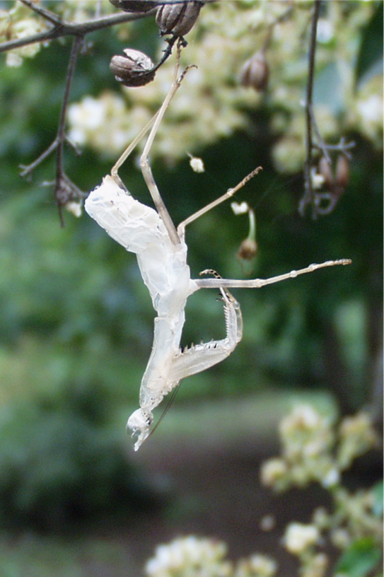 カマキリの抜け殻 天に享く個性すみれはむらさきに