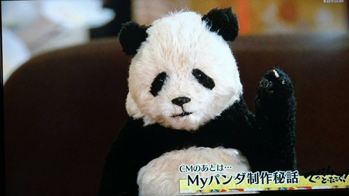 Kbs京都テレビ てっぺんとったるで Panda Panda Life