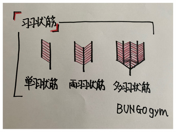 骨格筋の形状による分類 Bungogym 骨格筋の形状による分類 Bungogym