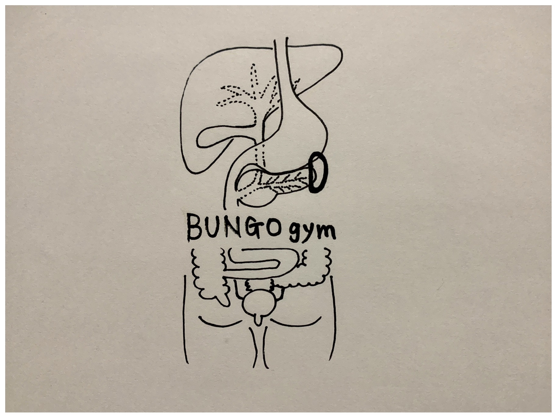 脾臓 ひぞう Bungogym