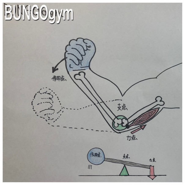 身体とテコ テコの原理 Bungogym