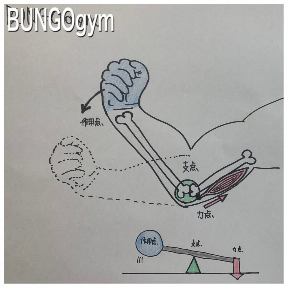 身体とテコ テコの原理 Bungogym