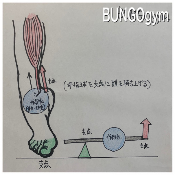 身体とテコ テコの原理 Bungogym