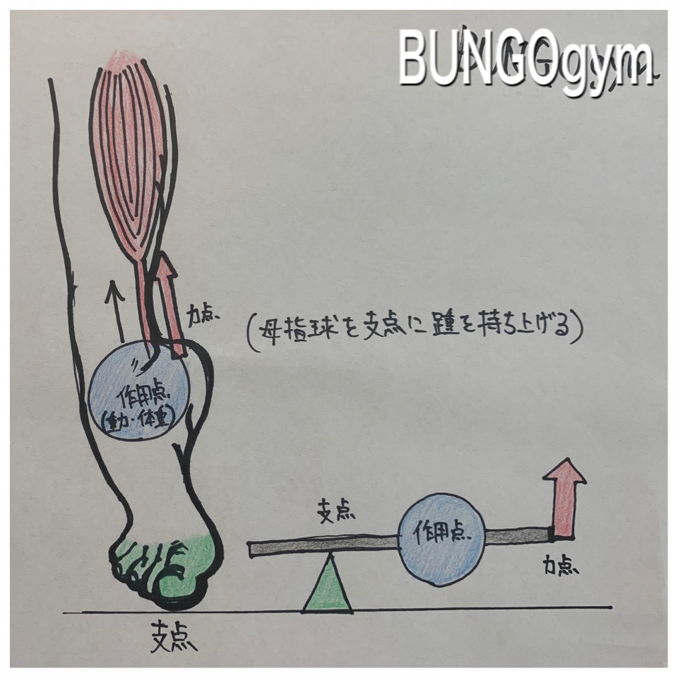 身体とテコ テコの原理 Bungogym