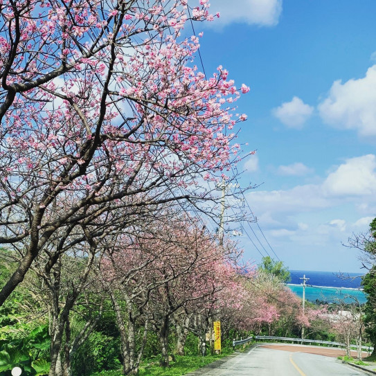 今帰仁城跡 桜 Fukugi Inn