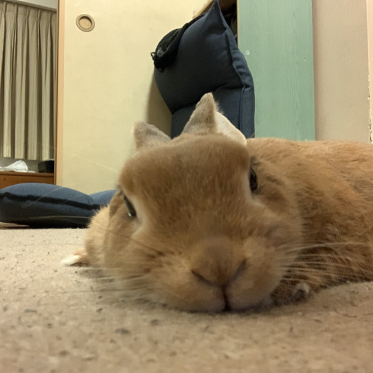 ペットの問題行動について ふらんの部屋