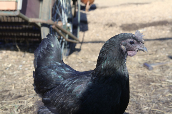 鶏の種類その２ 黒翡翠鶏 くろひすいどり Kasamatsu Farms 傘松ファーム