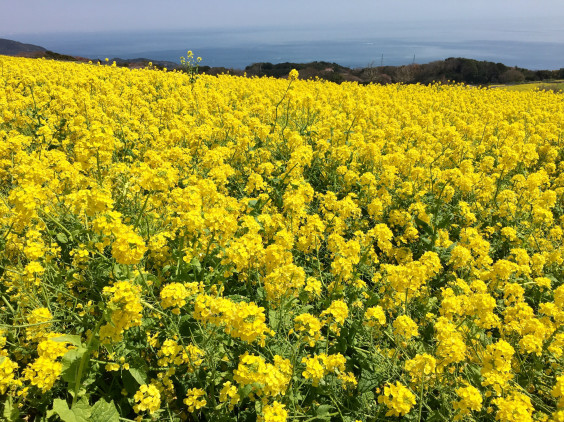 11 花言葉 大地と海と空と