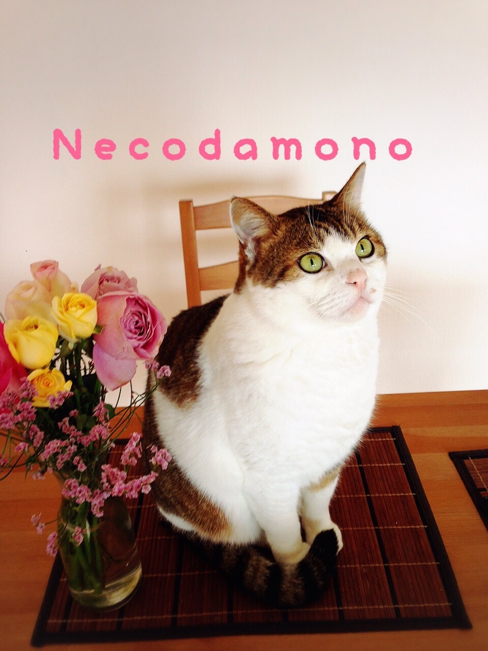ねことの生活 | 🌿Pretty Woman🌿🧘♀️