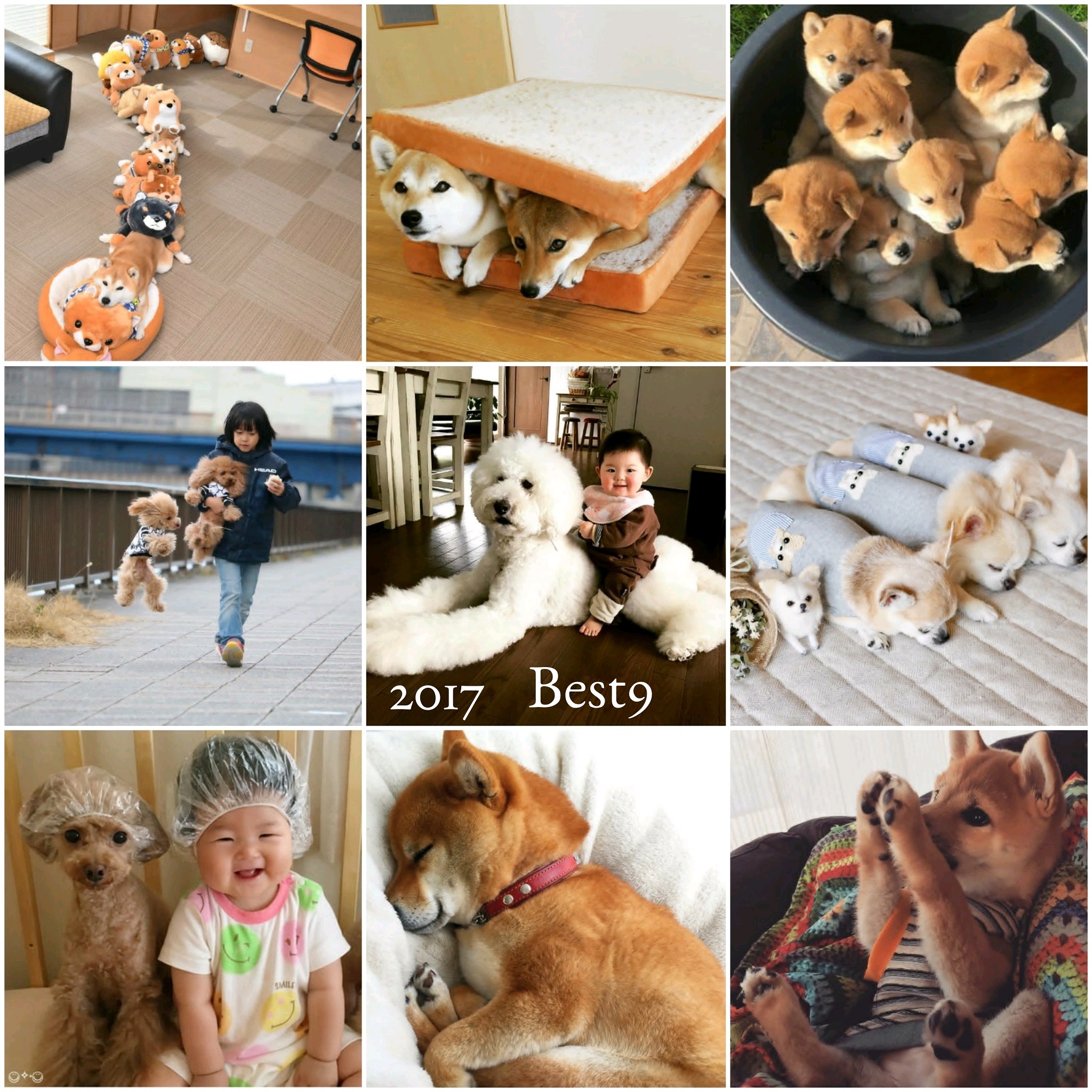 2017 Best9 ALL DOG JAPAN