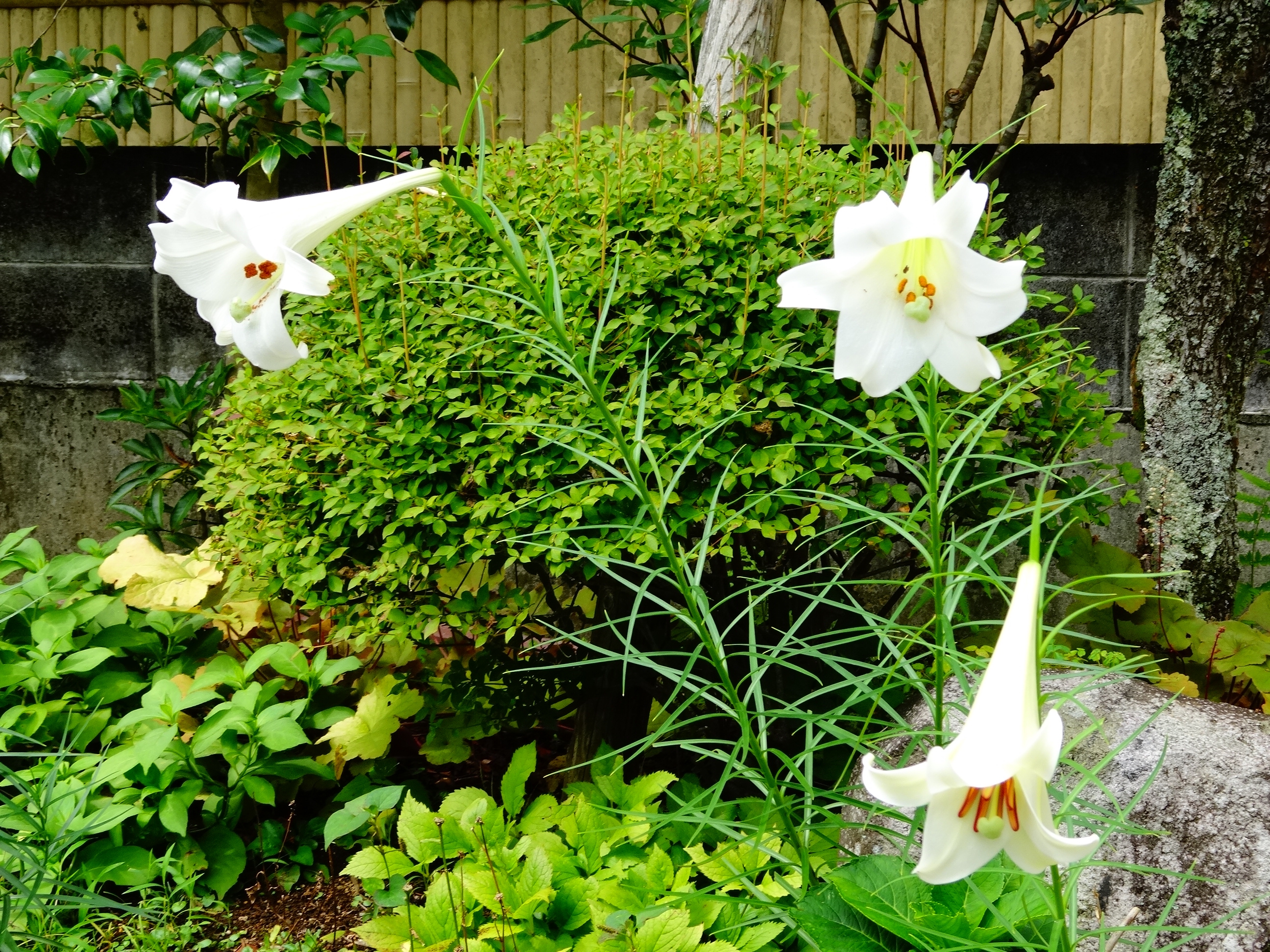 庭に咲く百合の花！ | 箱根大平台温泉 山水荘【公式ホームページ】