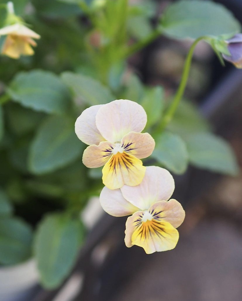 エムズファームさんのビオラ入荷 gris garden plants