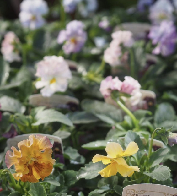 花日和さんの シエルブリエ Flower Heartsさん ビオレッタ Gris Garden Plants