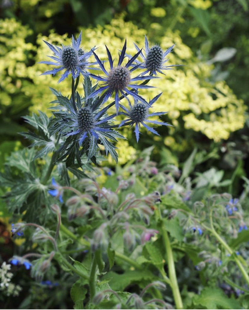 大島緑花。 | gris garden plants 大島緑花。 | gris garden plants