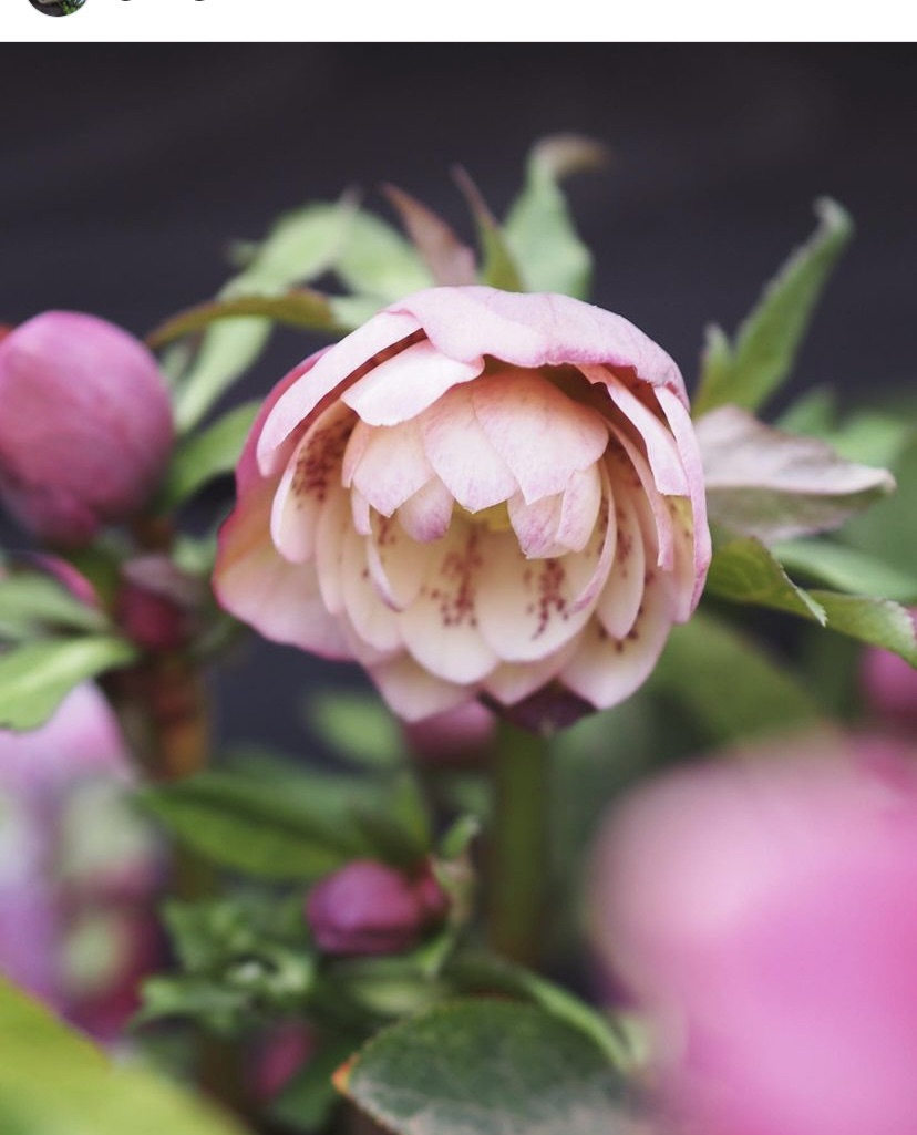 広瀬園芸さんの クリスマスローズ💠 | gris garden plants