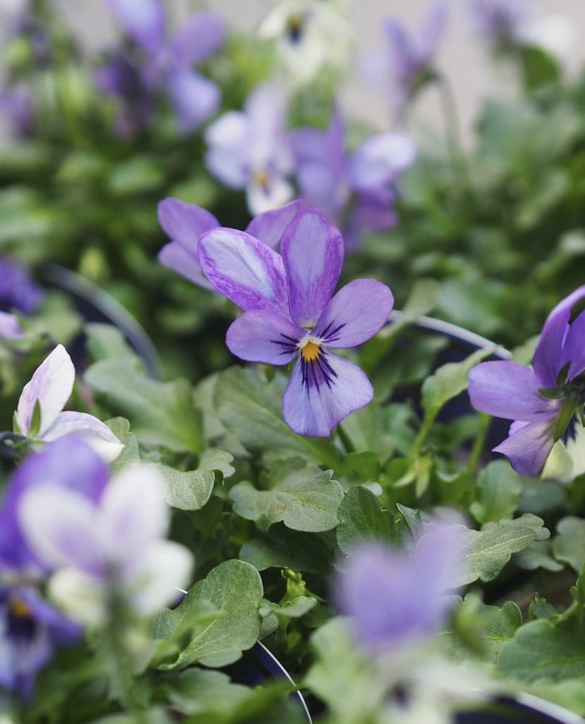 1ed20993e5000fad7a979c7f049916