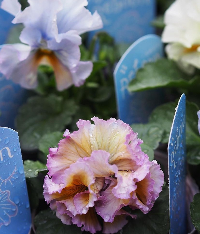 育種家 内野レン子さんのパンジー 『Reboon〜リボン〜🎀』 入荷 | gris