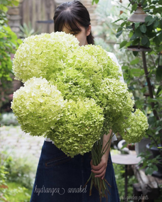 お庭のアナベル Gris Garden Plants