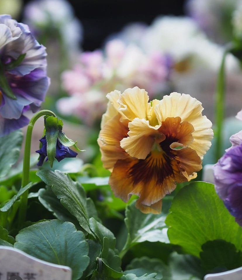 おはな 2008 ADIDAS AZX ZX 500 HUF 361059 SIZE 10.5 COLLECTIBLE ORIGINAL