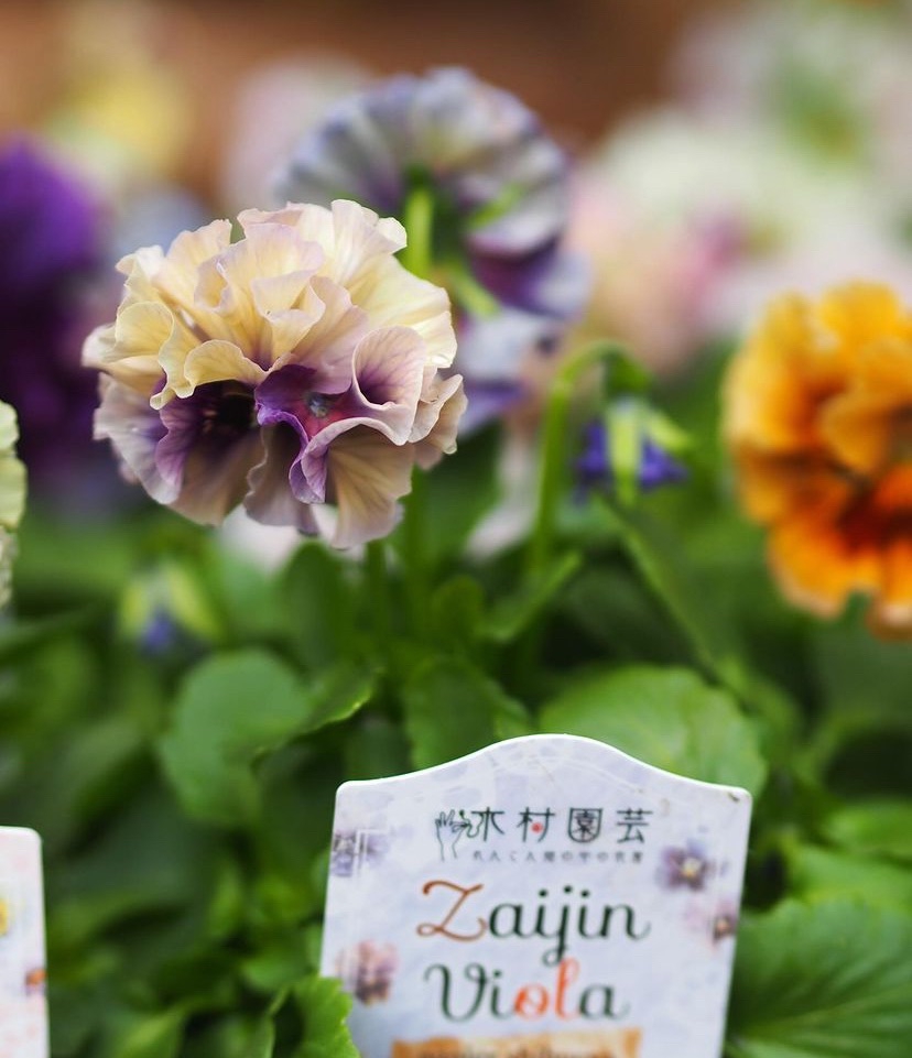 zaijinビオラ パピエ 渋茶 入荷 | gris garden plants