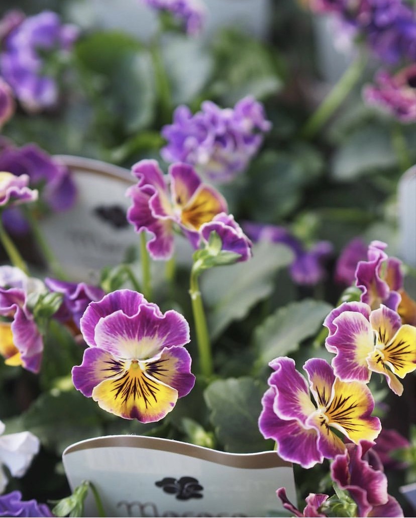 green farm villageさんの フリルビオラ・モココ💠 | gris garden plants