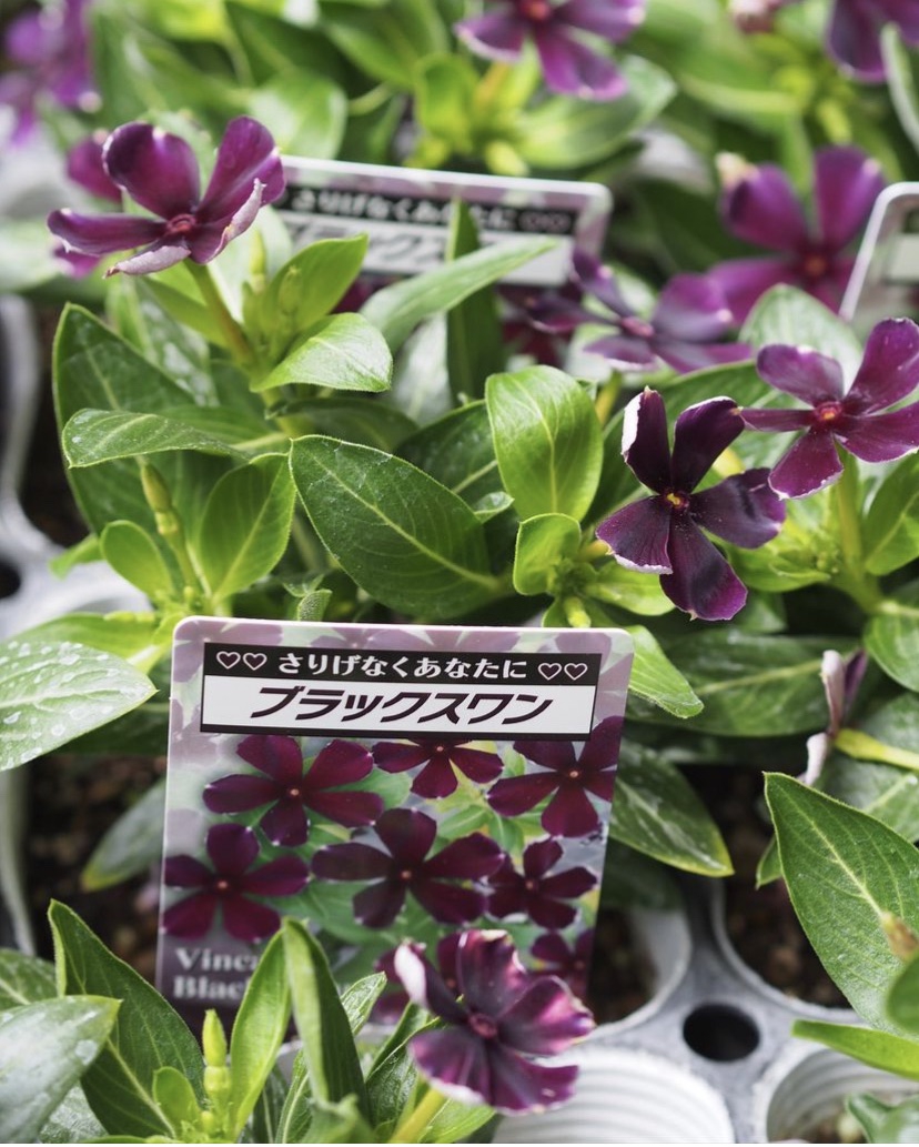 入荷のお知らせです🌱🌱2023/5/25 | gris garden plants