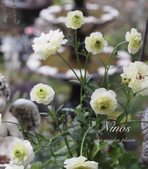ラナンキュラスラックスシリーズ ニノス Gris Garden Plants