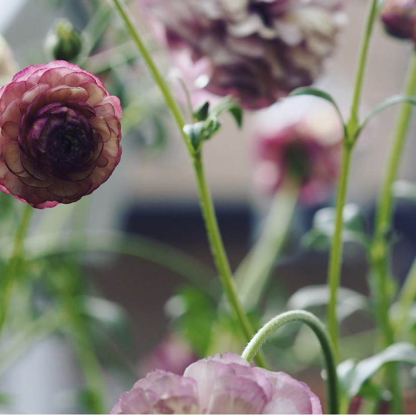 ラナンキュラス ラックス アイオリア Gris Garden Plants ラナンキュラス ラックス アイオリア Gris Garden Plants