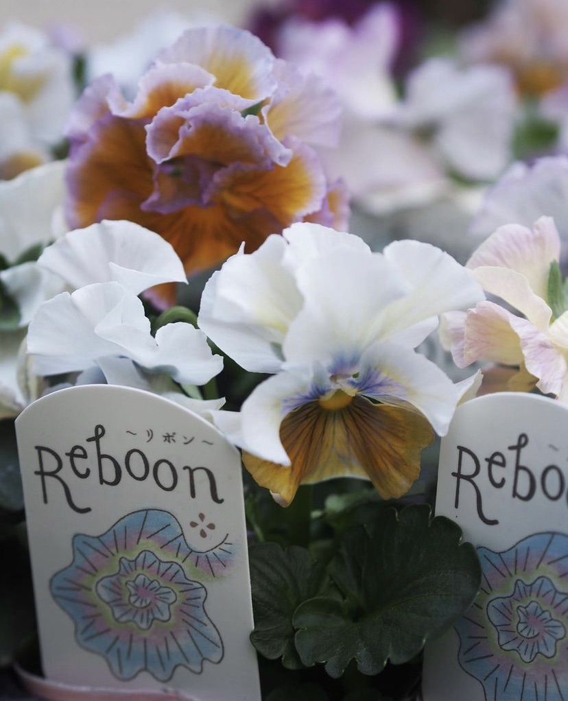 内野レン子さん育種のパンジー・リボン 〜Reboon〜 | gris garden plants