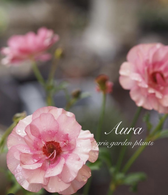 ラナンキュラスラックスシリーズ アウラ Gris Garden Plants ラナンキュラスラックスシリーズ アウラ Gris Garden Plants