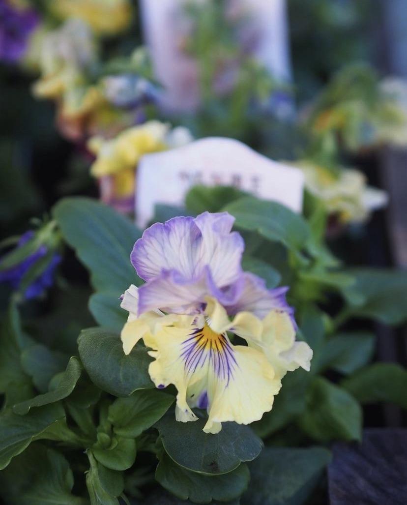 熊本県の木村園芸さんより 育種家在津さんの 『zaijinビオラ』 | gris