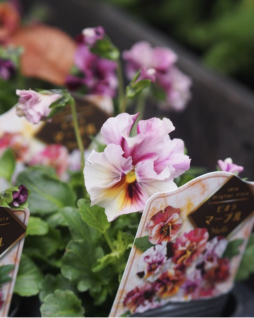 うえたビオラ マーブル💠💠💠 入荷 | gris garden plants