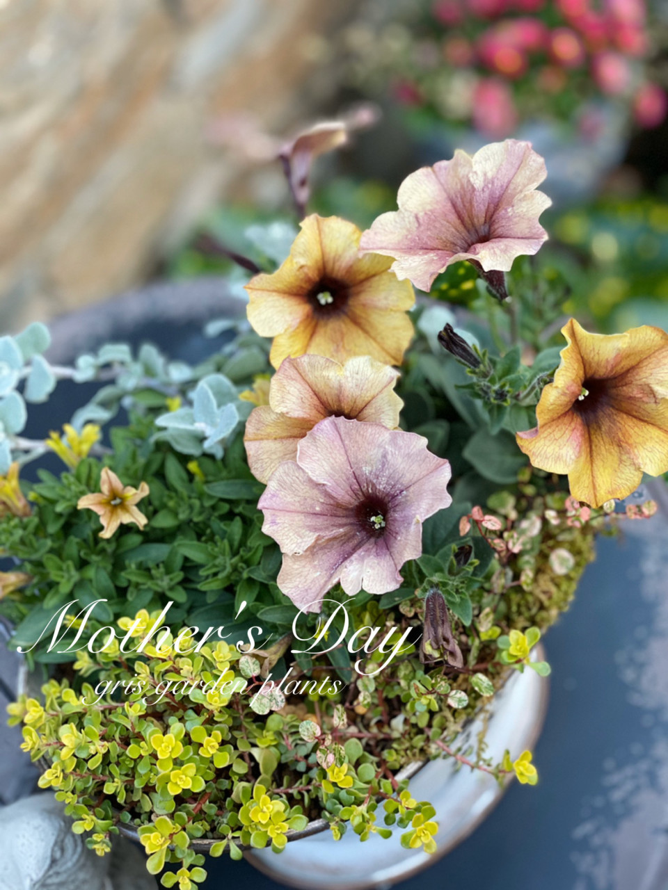 母の日にも♪ 寄せ植え 花□ペチュニアのミニ寄せ植え しょっぱい