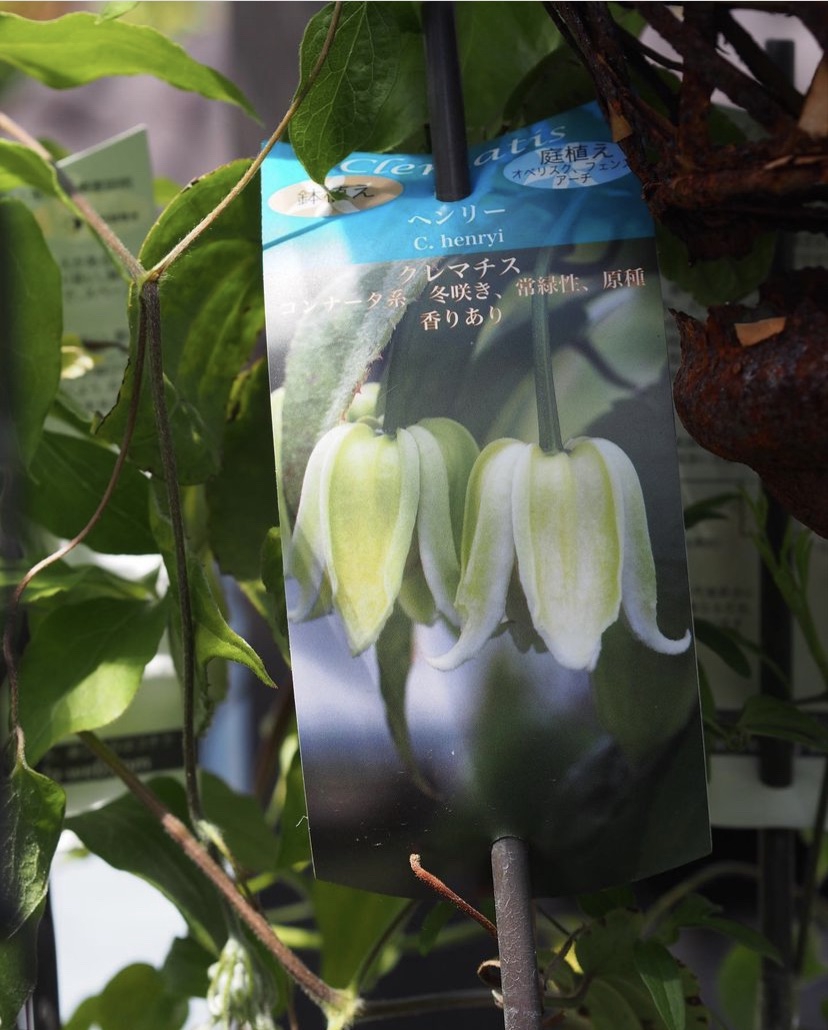 入荷のお知らせ🌱🌱 | gris garden plants 入荷のお知らせ🌱🌱 | gris garden plants