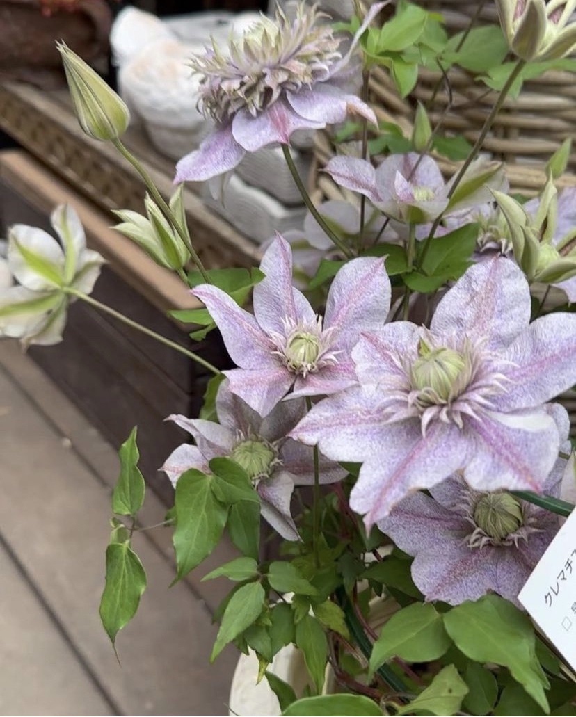 入荷のお知らせ🌱🌱 | gris garden plants 入荷のお知らせ🌱🌱 | gris garden plants