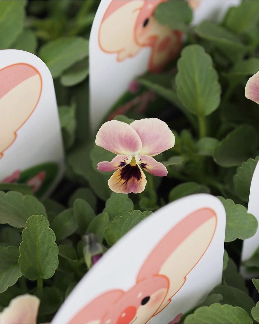 見元さんのビオラ ピンクコアラが入荷 | gris garden plants