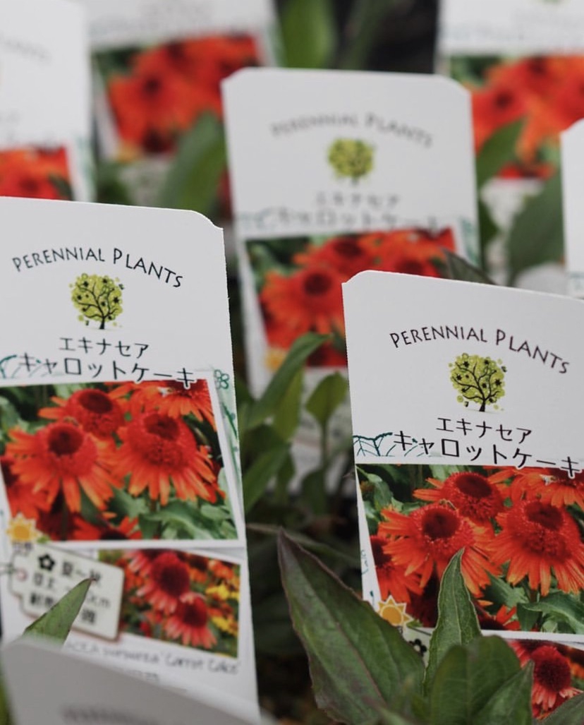 入荷のお知らせです🌱🌱2023/5/25 | gris garden plants