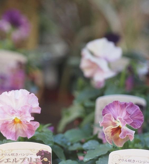 花日和さんの シエルブリエ Flower Heartsさん ビオレッタ Gris Garden Plants