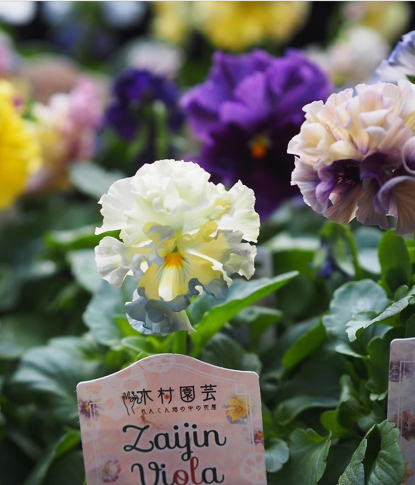 zaijinビオラ パピエ 渋茶 入荷 | gris garden plants