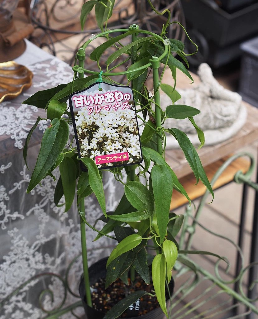 クレマチスアーマンディ・ アップルブロッサム🌸 4号size 入荷 | gris