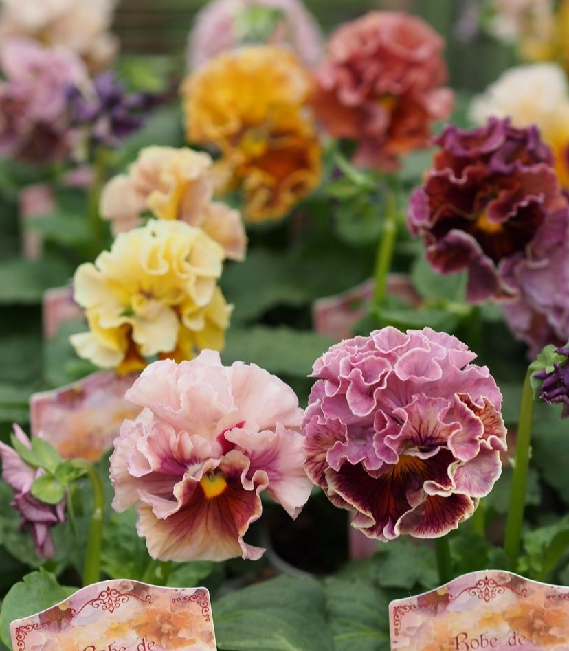 サトウ園芸さんの ローブドゥアントワネット 入荷 | gris garden plants