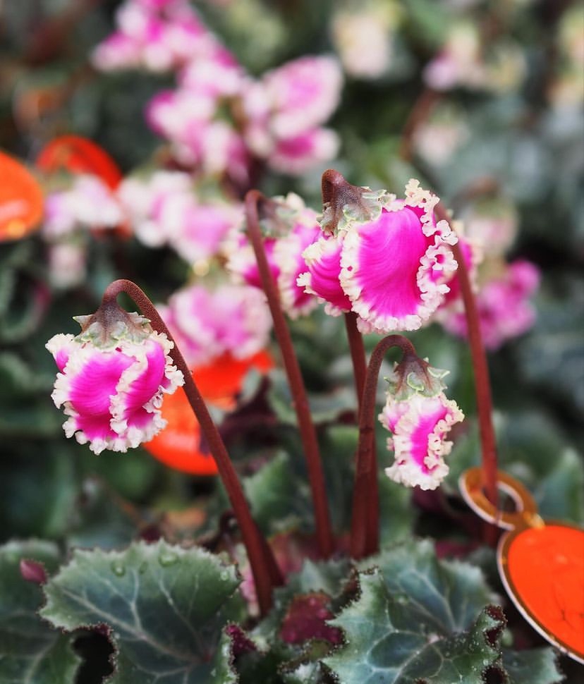 94b9281d3df0a3f498424676265a6a