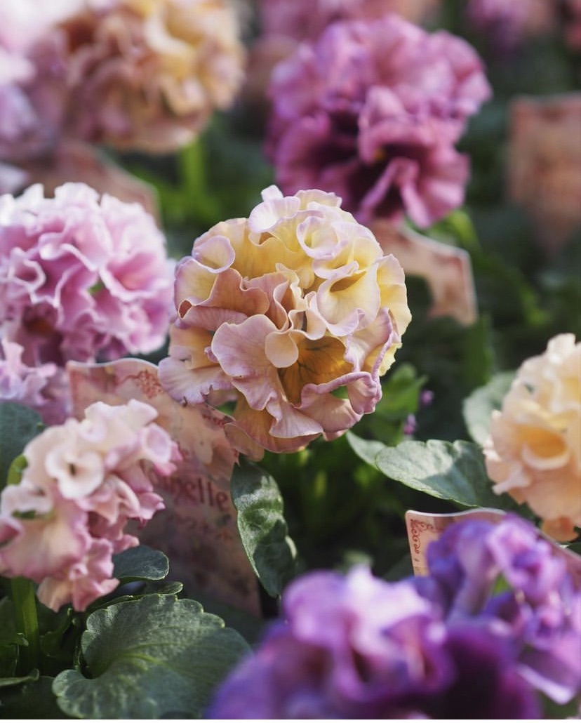 さとう園芸さんの ローブドゥアントワネット💠 入荷 | gris garden plants