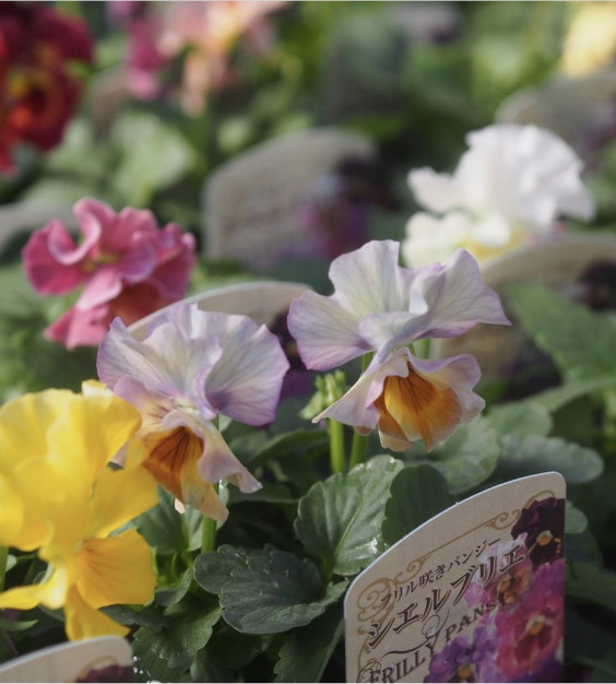 花日和さんの シエルブリエ Flower Heartsさん ビオレッタ Gris Garden Plants