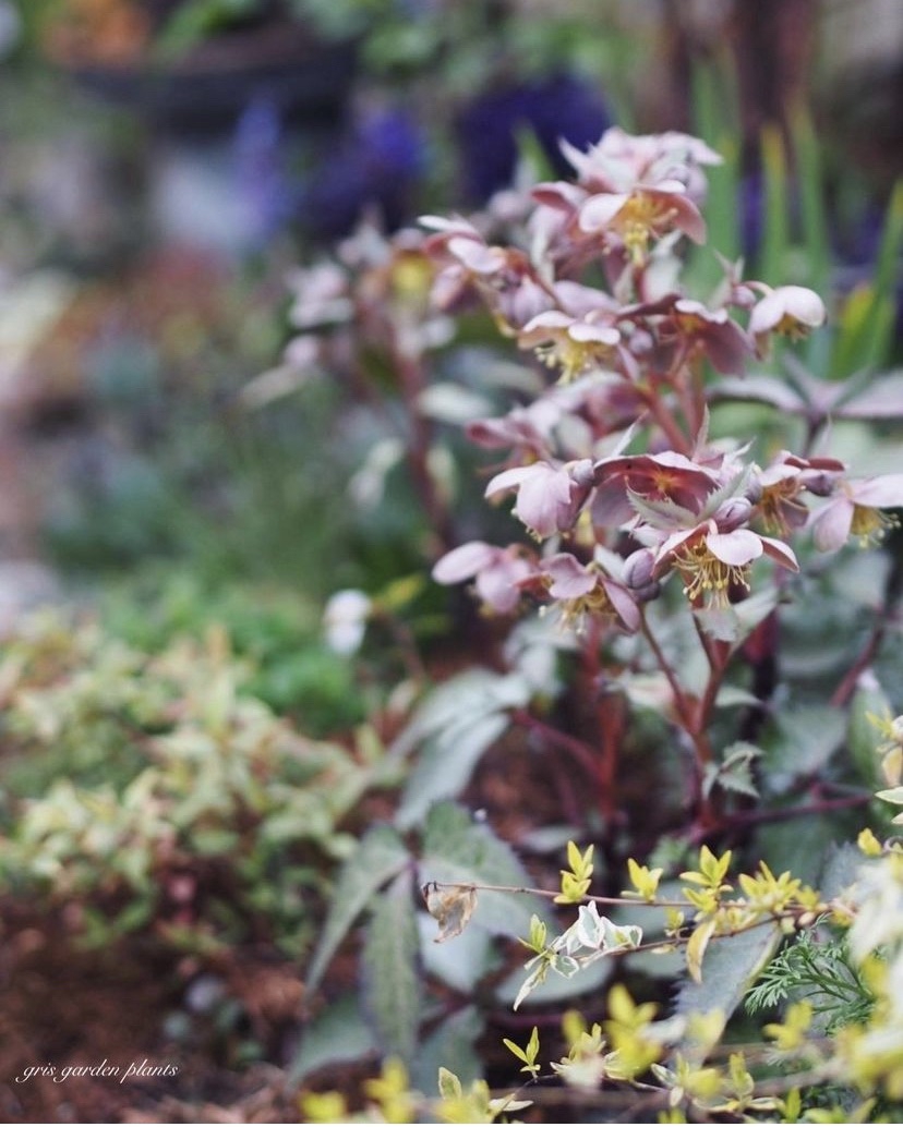 1年前のクリスマスローズ🥀 | gris garden plants