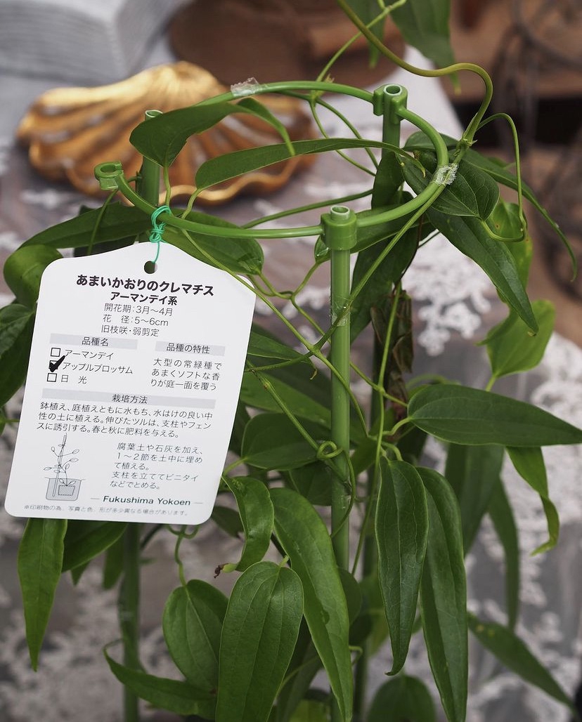 クレマチスアーマンディ・ アップルブロッサム🌸 4号size 入荷 | gris